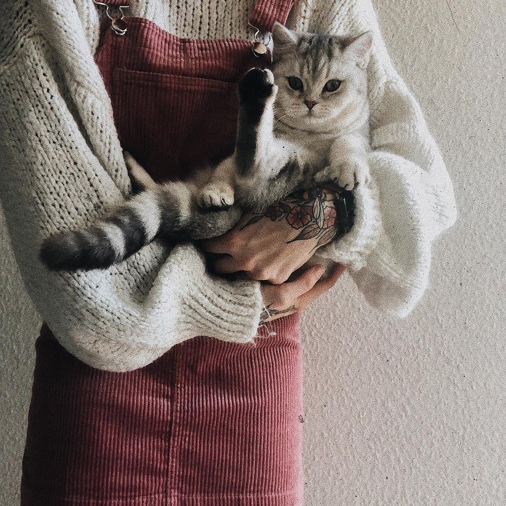 Кот и одежда