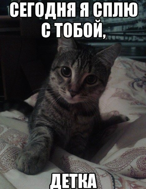 Кот хочет спать мем