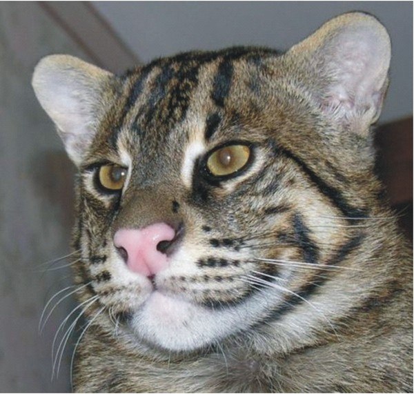 Азиатская Кошка Фото