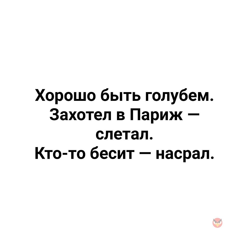 Хорошо быть голубем захотел в париж слетал картинки