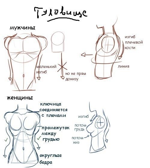 Как научиться рисовать грудь