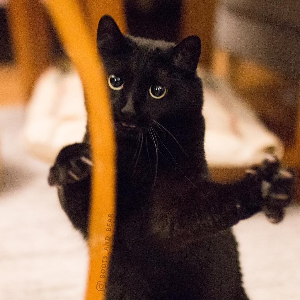 Черный кот в квартире