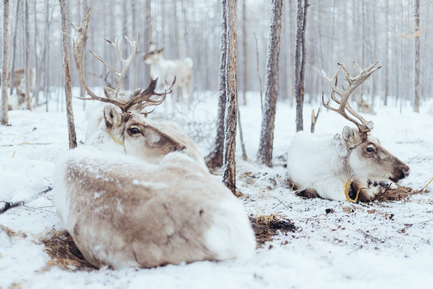 Баннер Лесные животные в лесу зимой