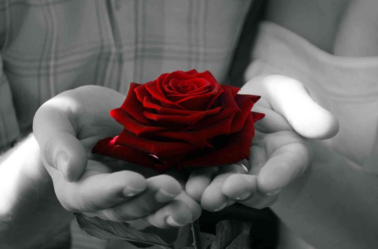 Красная роза в руке