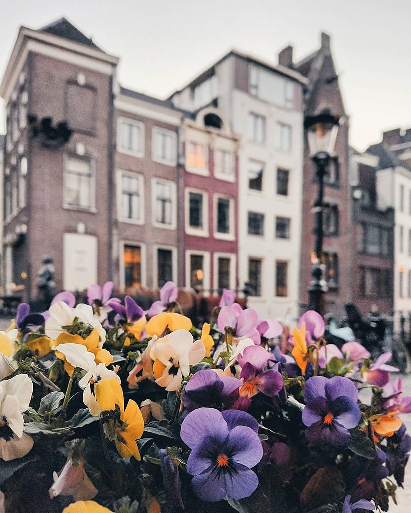 Город Амстердам цветы