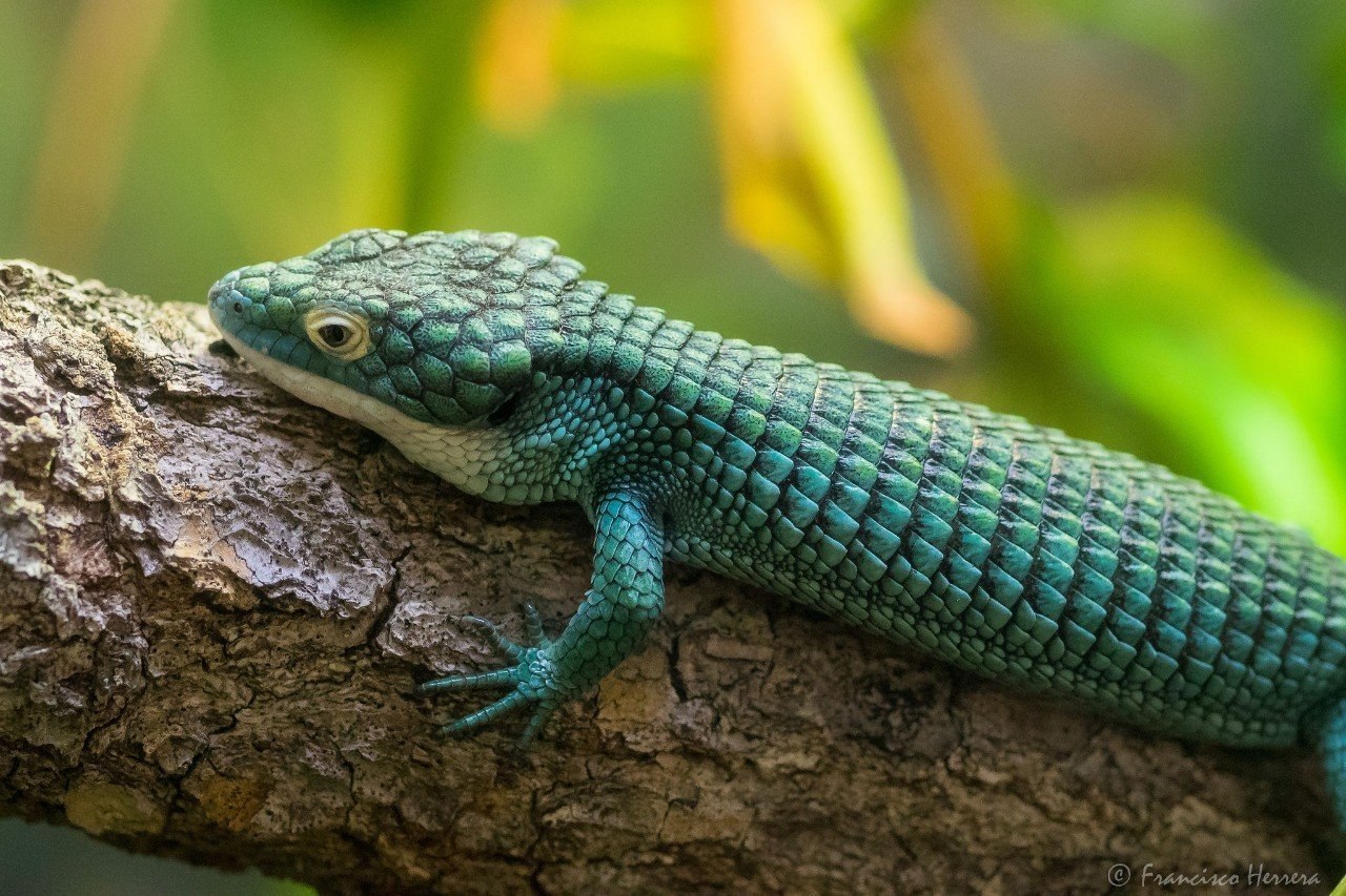 Abronia graminea