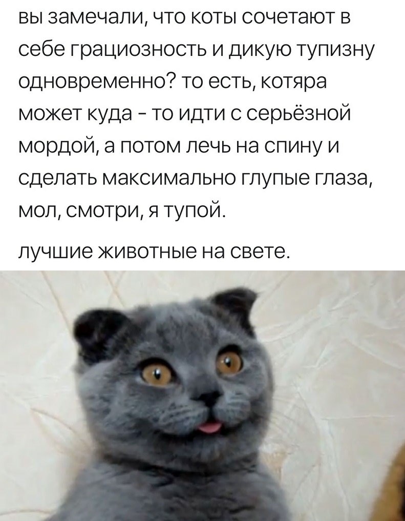 Кот Василий приколы. Китайская пародия кота. Претензии кота Василия слова картинки.