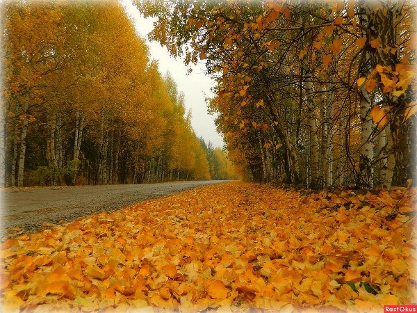 Осенний Ковер Фото