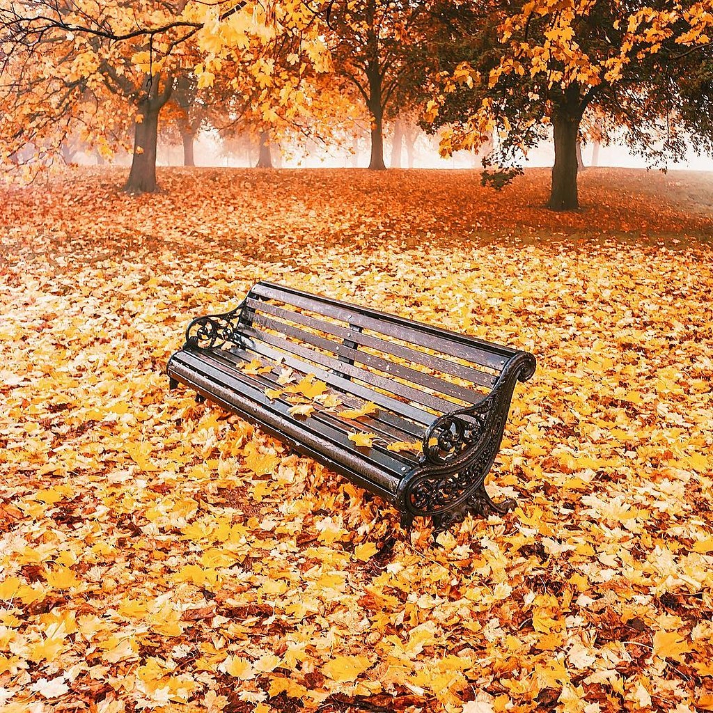 Осень скамейка