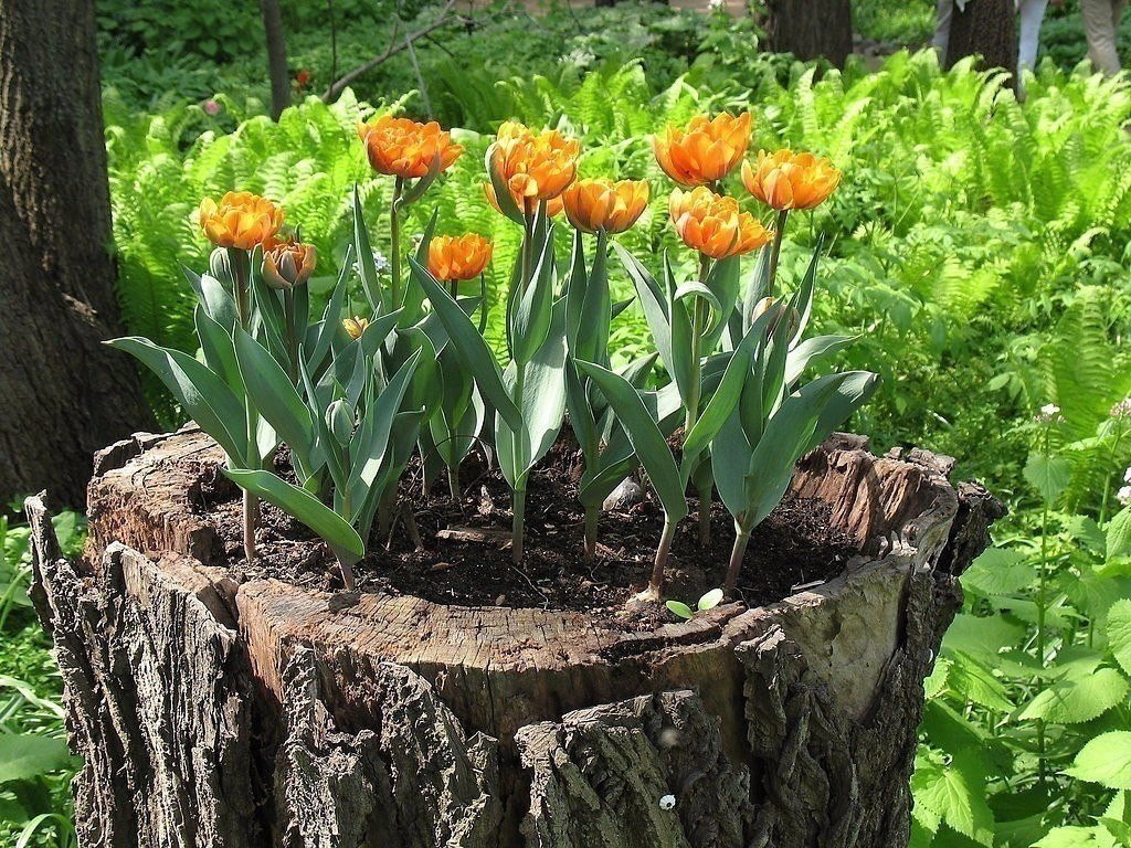 Как красиво посадить тюльпаны фото