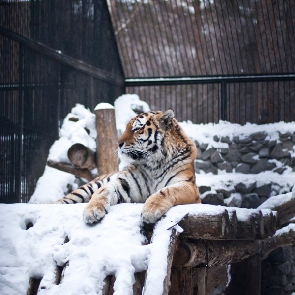 Московский зоопарк зима 2022
