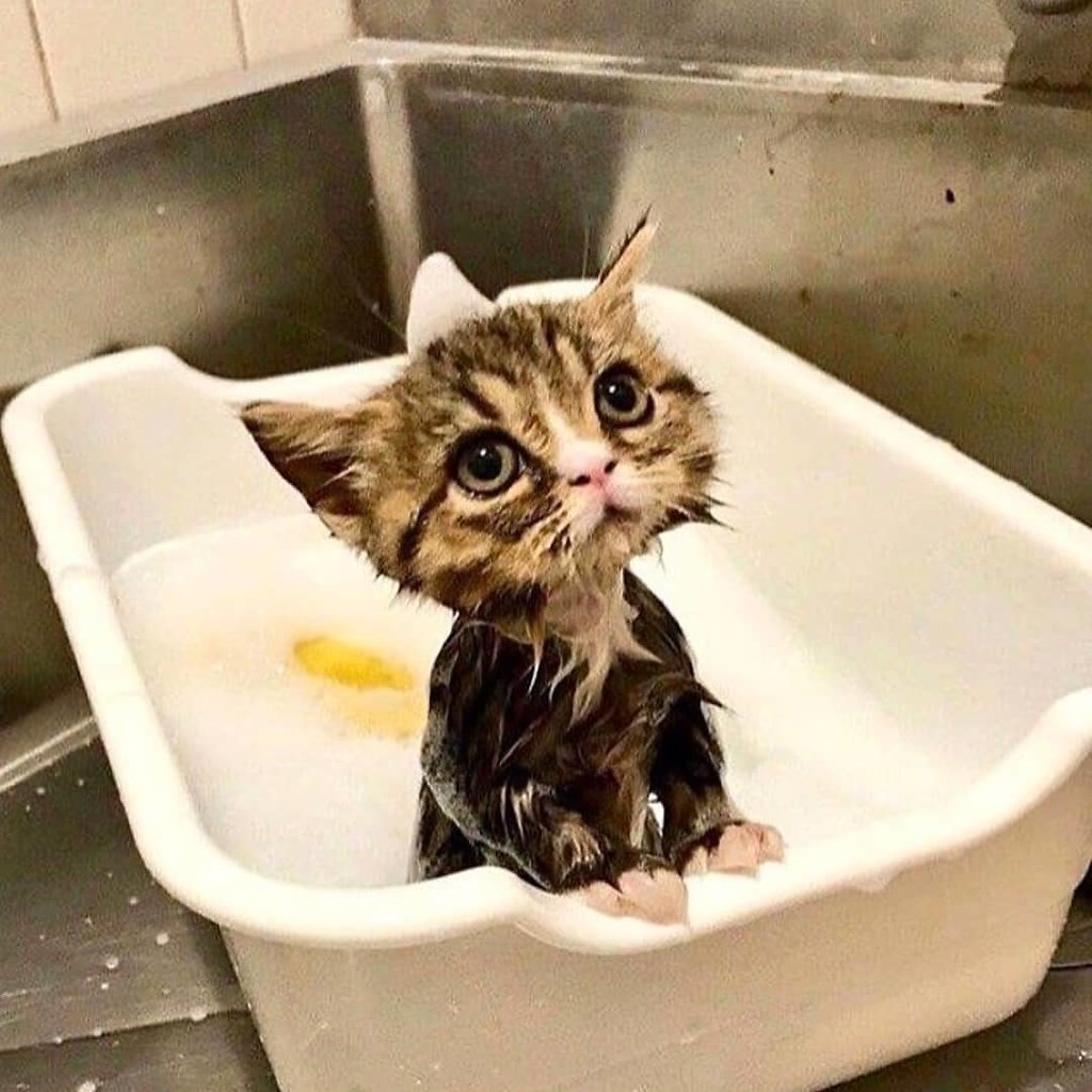 Совсем жалко. Котенок купается. Кошка моется. Мокрая кошка. Смешные кошки.