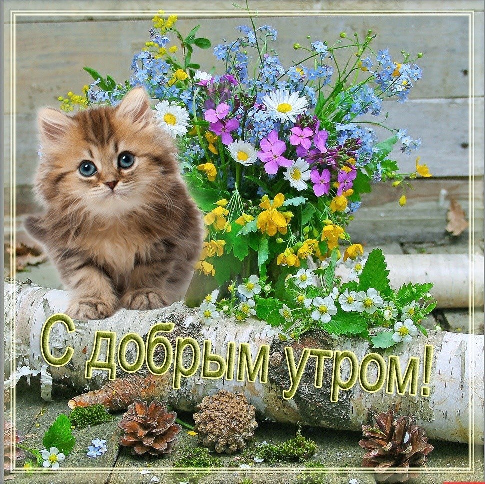 https://i10.fotocdn.net/s123/58dd2838609f2f2b/public_pin_l/2812681593.jpg