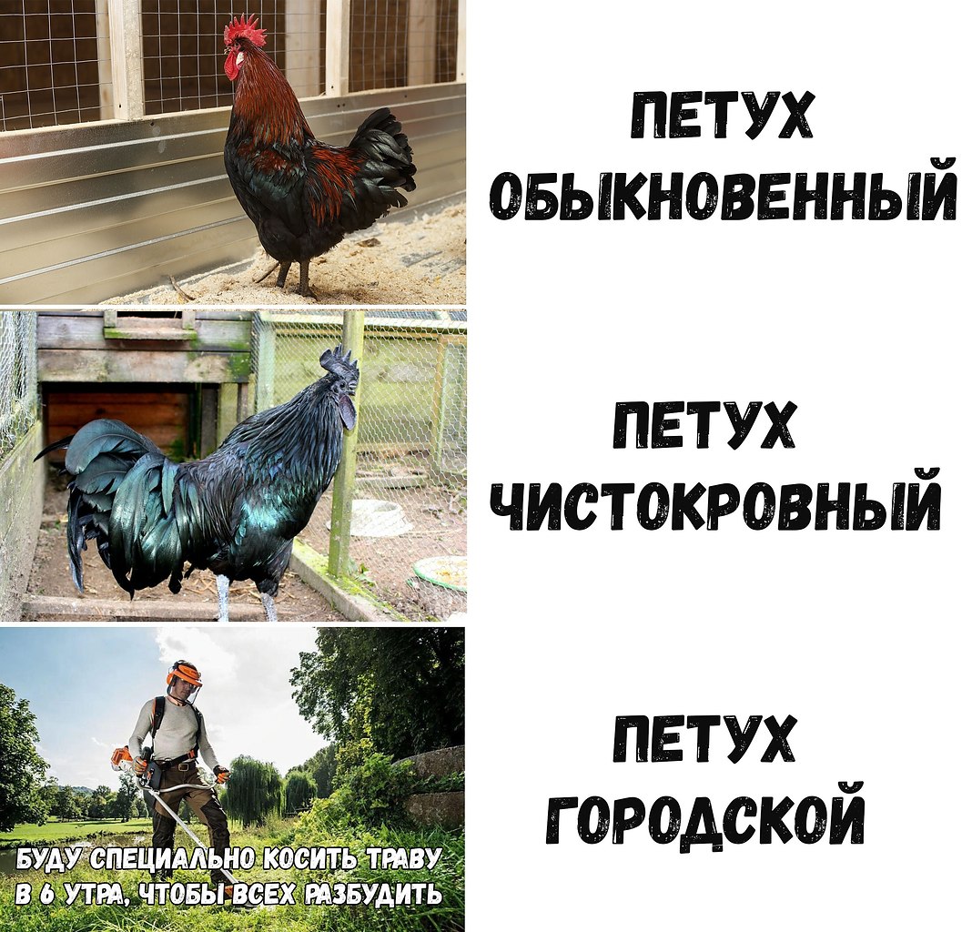 Приколы про петуха фото