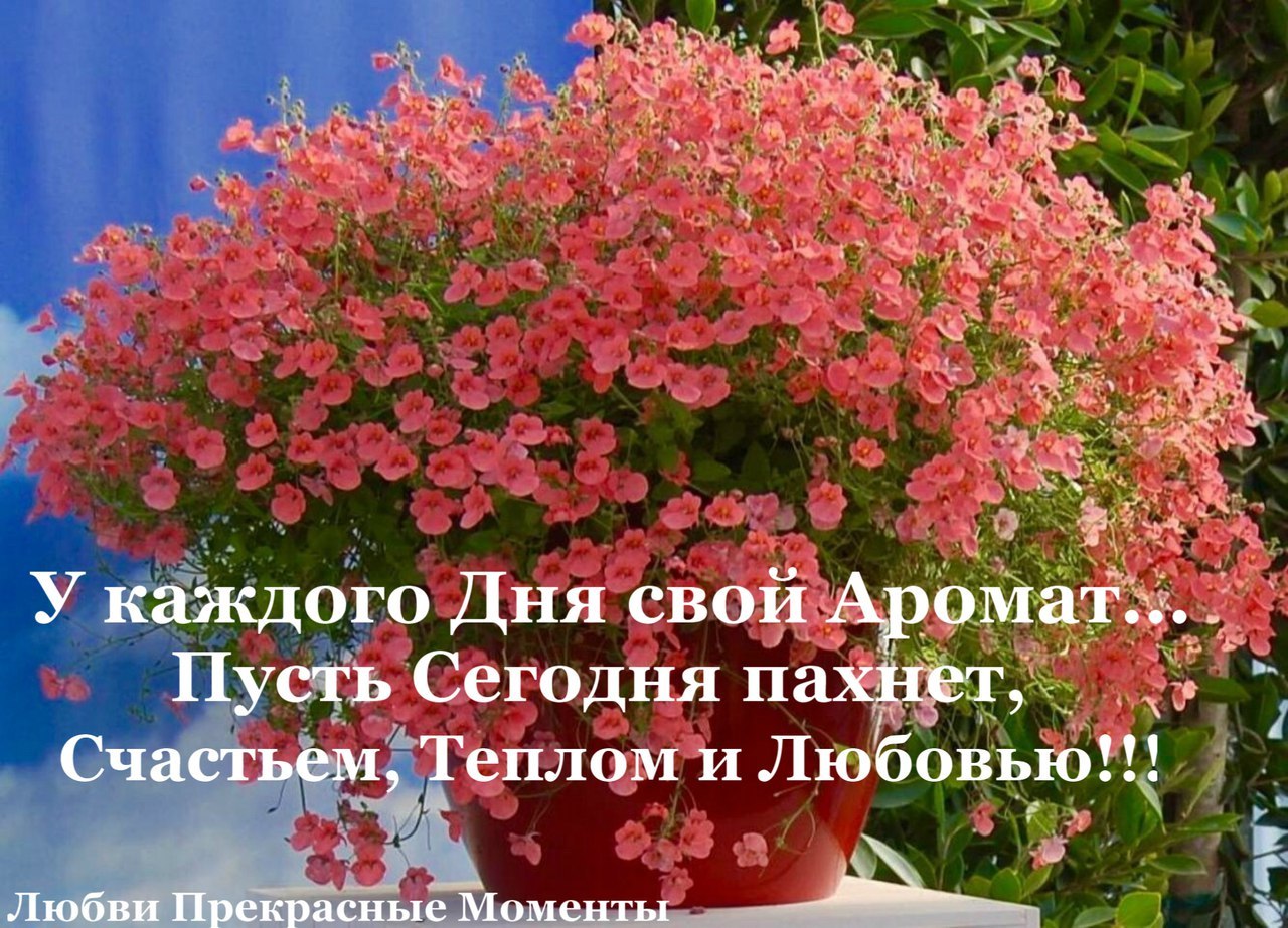 Цветы маттиола двурогая. Мирабилис дракоша. Весна радость. Фиалка маттиола. Цветы пахнут днем.