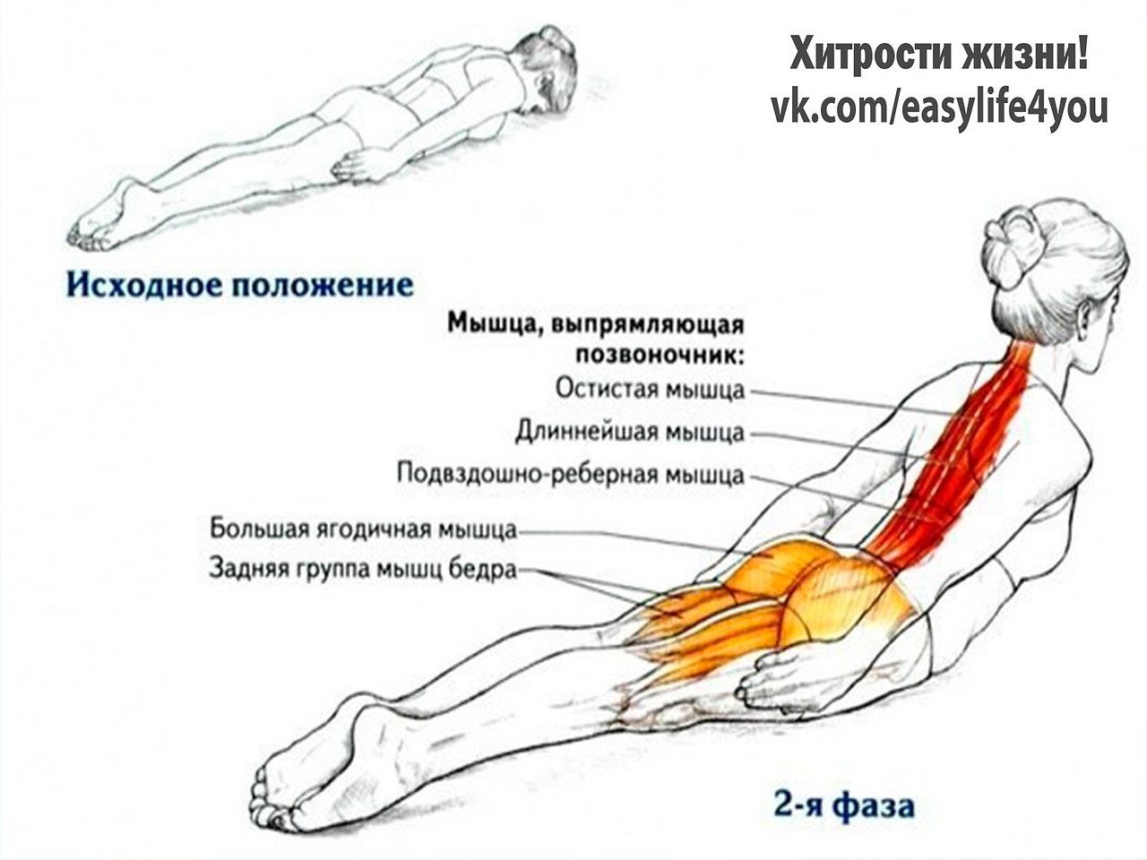картинки упражнений для мышц спины