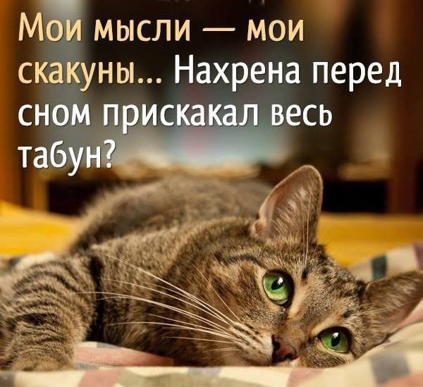 Стихи о ночи смешные картинки