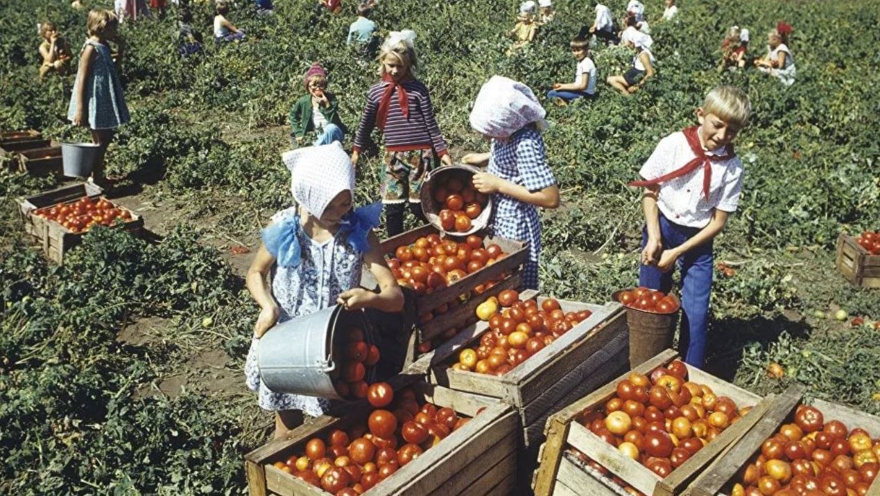 Уборка урожая в СССР