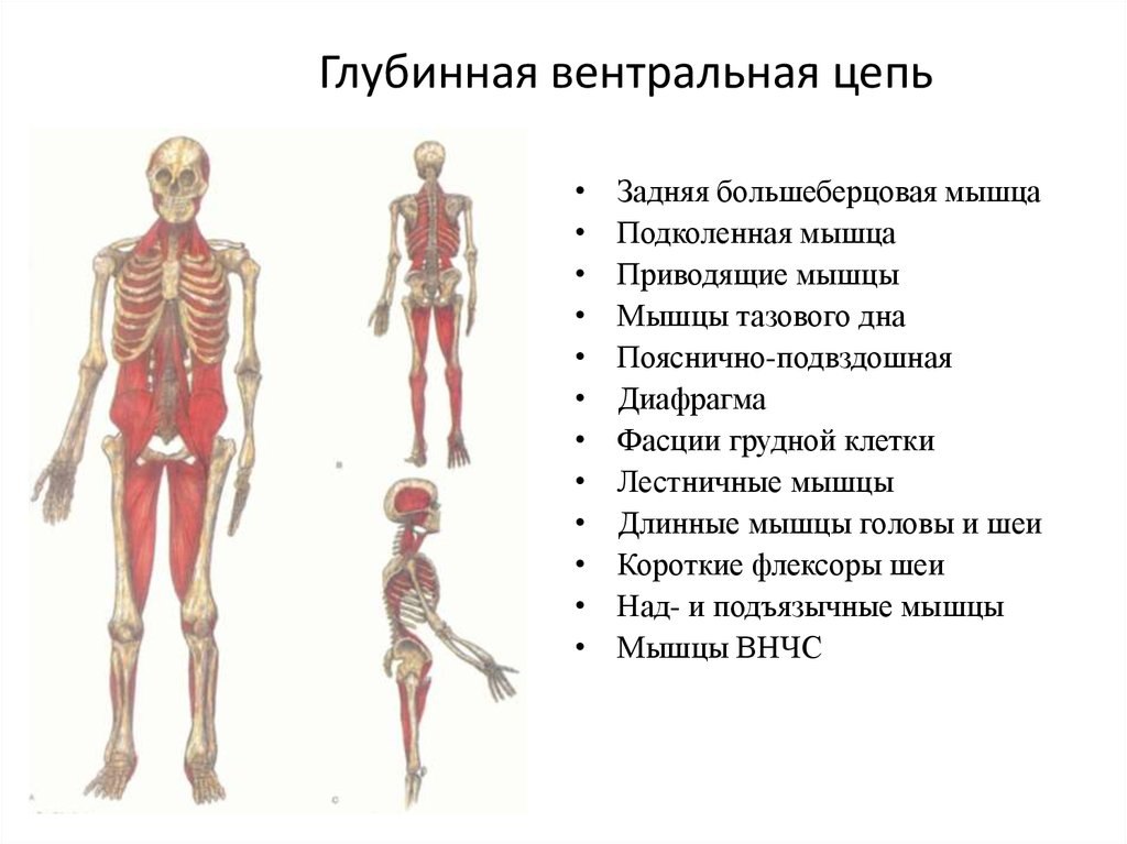Миофасциальные цепи схема
