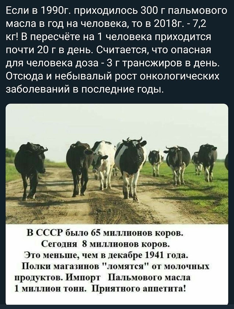 Коровы СССР