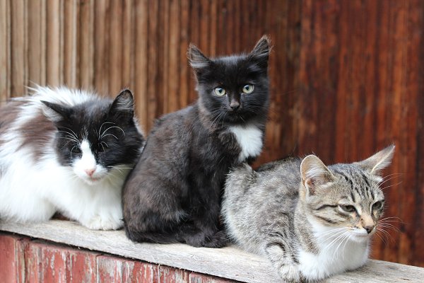 4 Котенка Фото