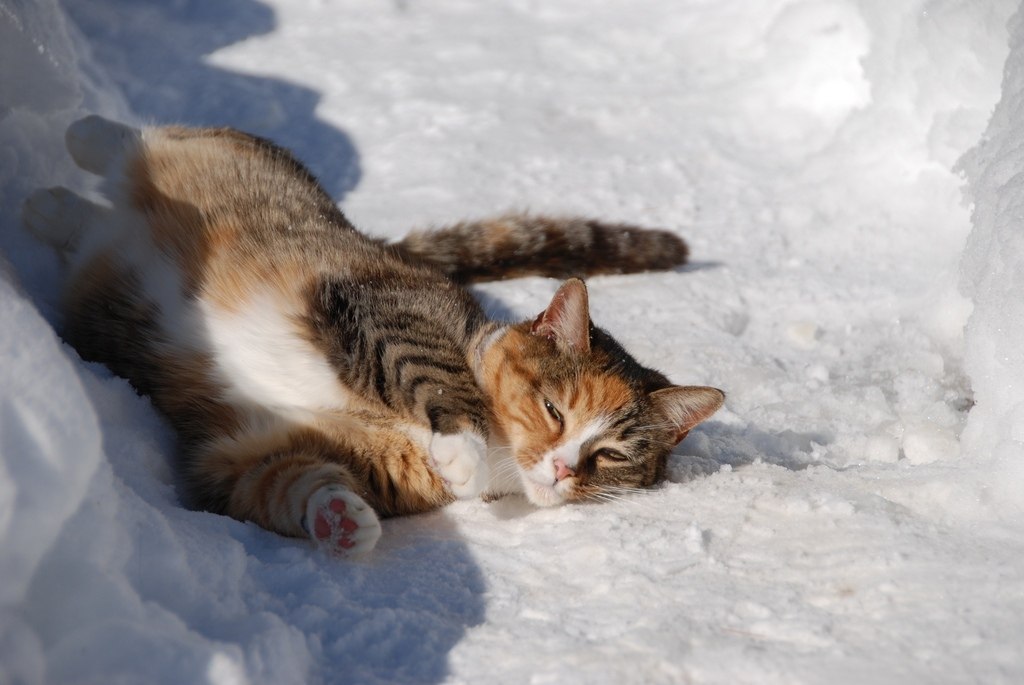 Картинки кот и снег