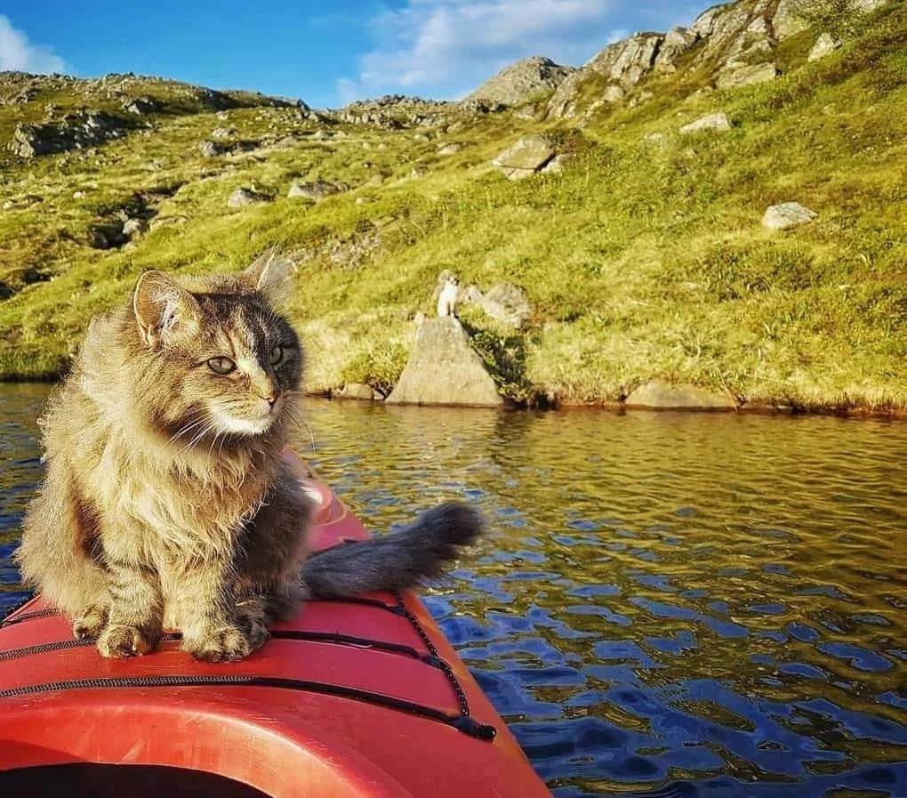 Кот путешественник фото