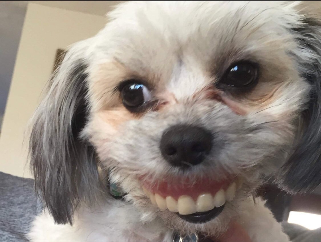 Собака с человеческими зубами
