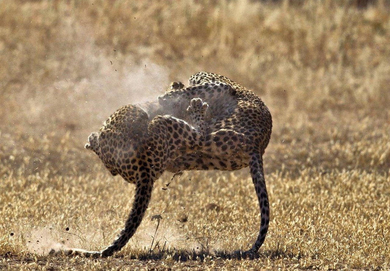 Яйца яванского леопарда