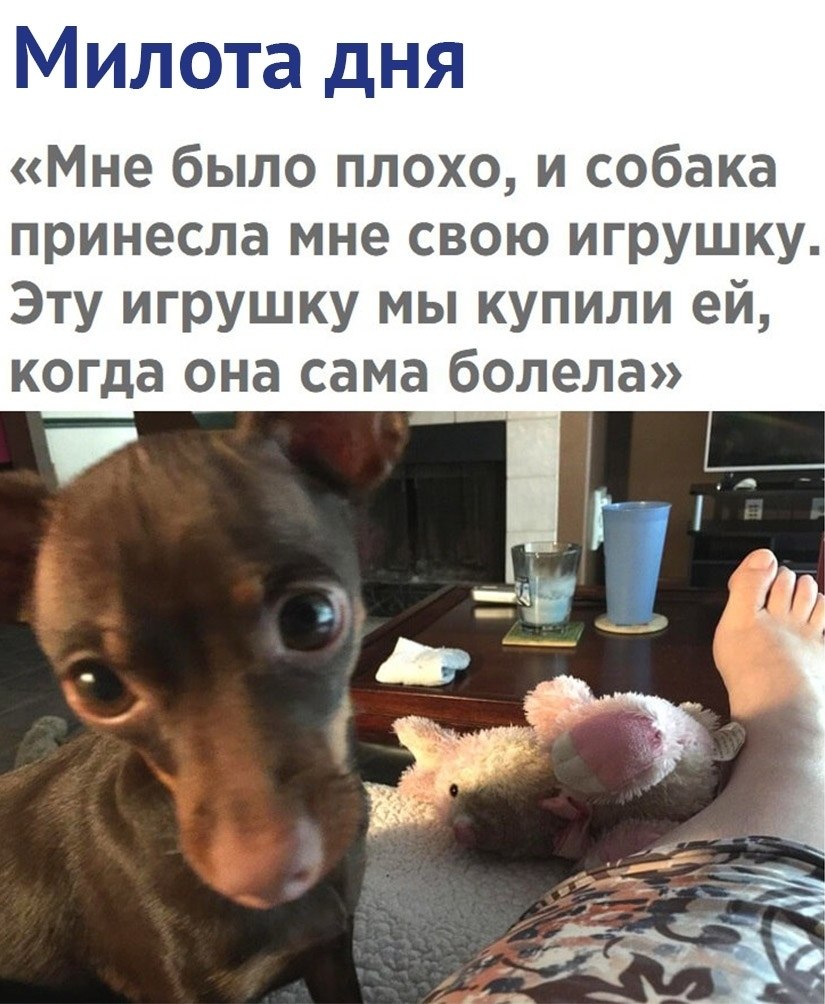 Мы не заслуживаем собак