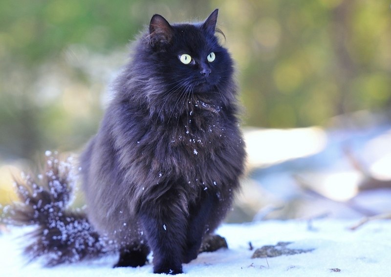 Норвежская Лесная Кошка Черная Фото