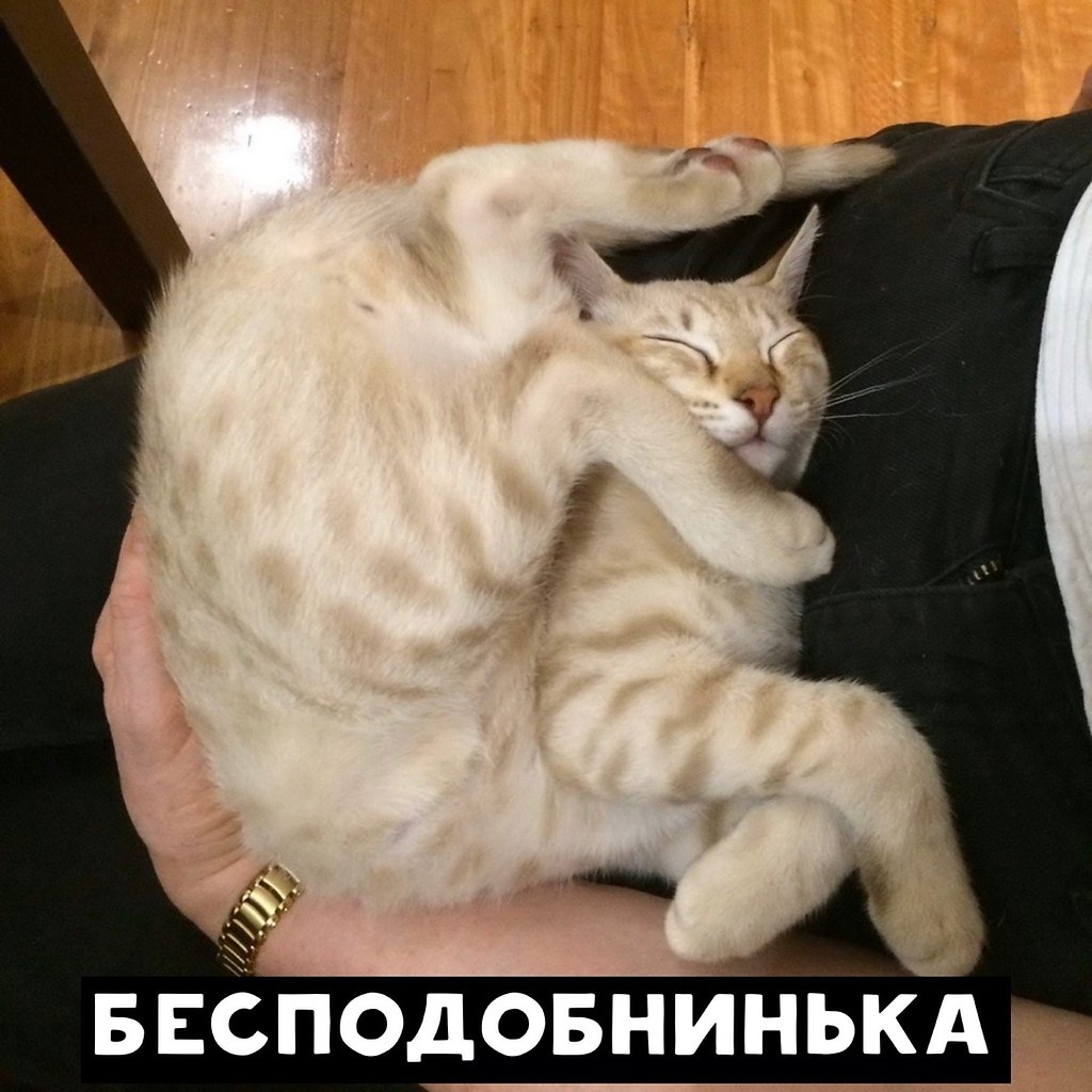 Котики в смешных позах