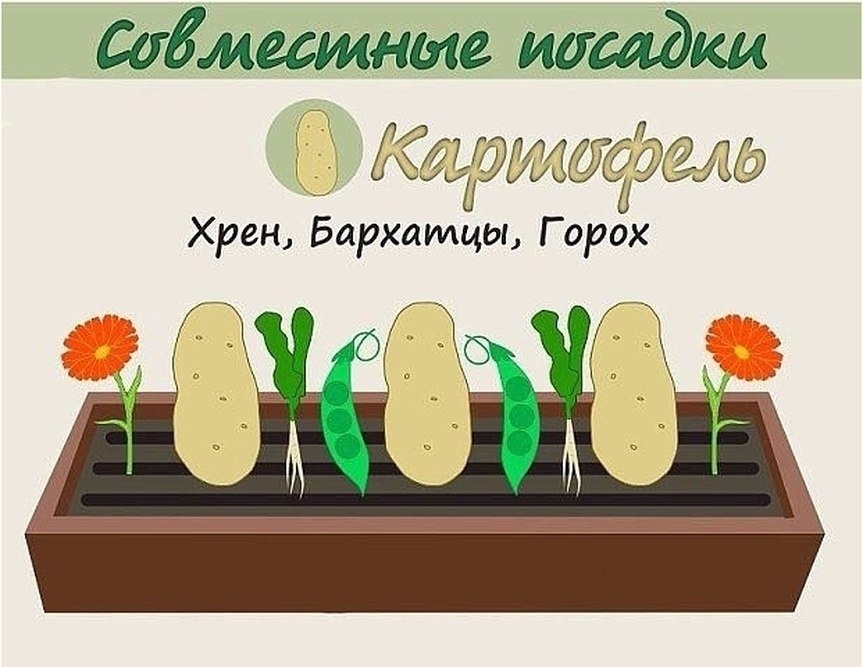 Схема посадки картошки на грядке