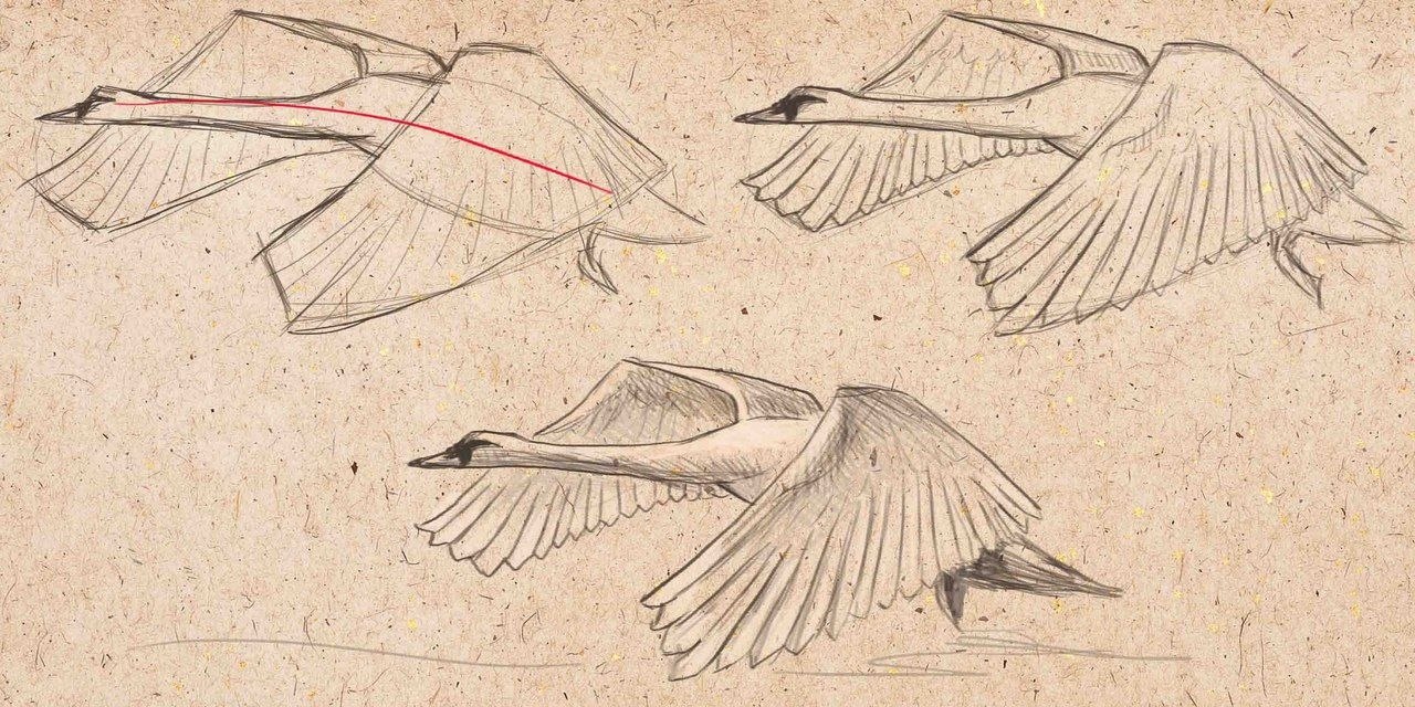 Рисование полет птиц