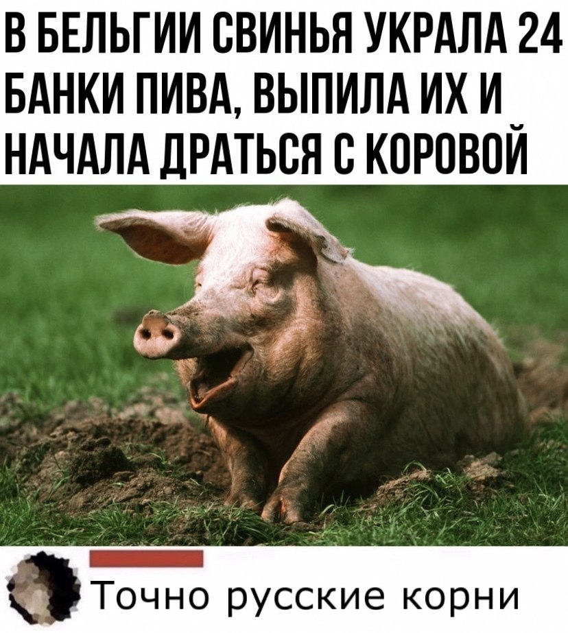 Здесь живет свинья картинки