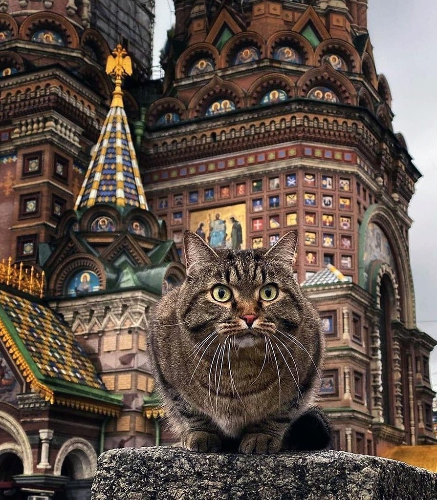 Казанский кот арт