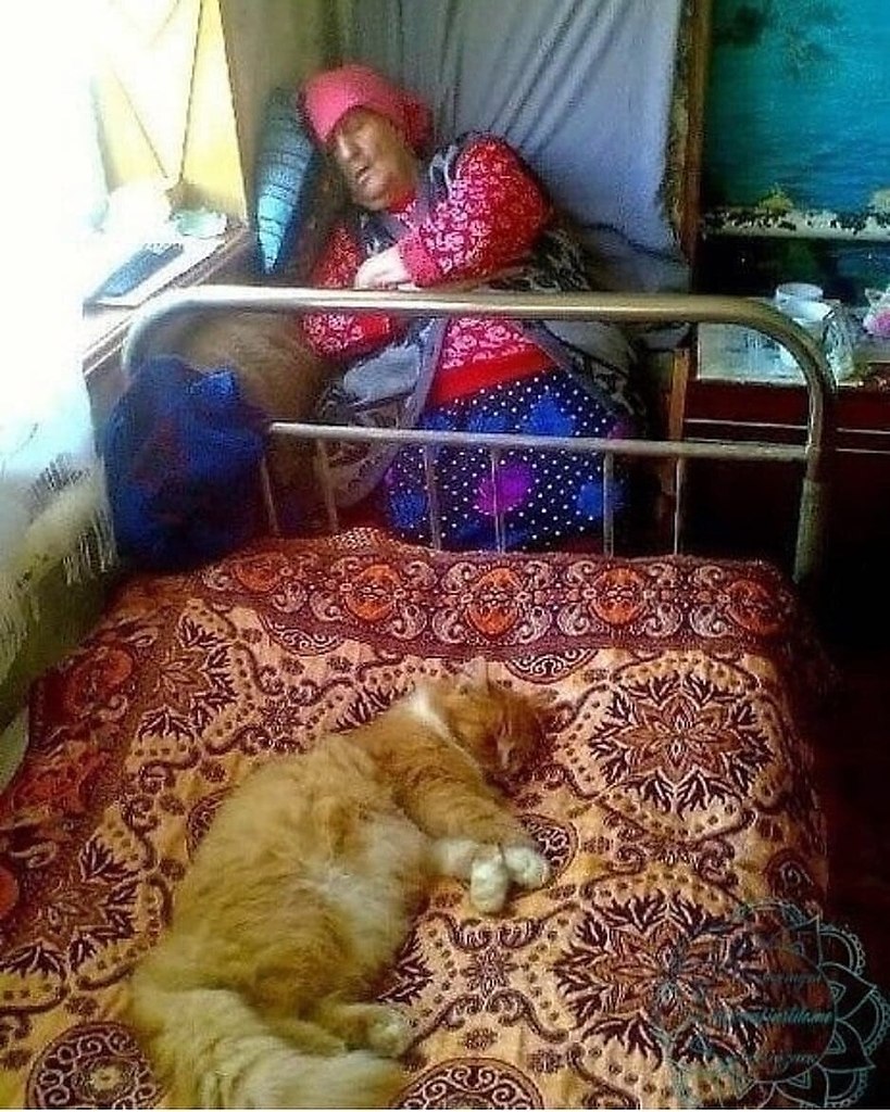 Бабушка и кот на кровати