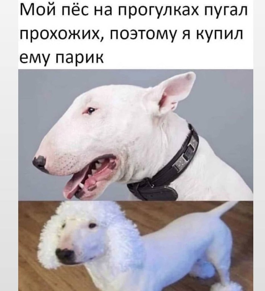 Мемы про собак