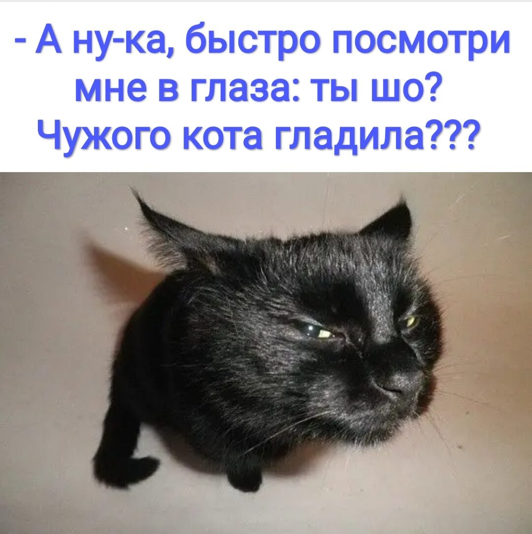 Недоверчивый кот
