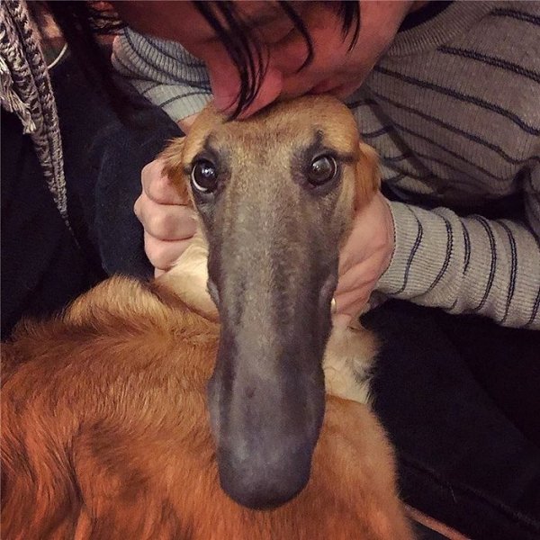 Виды собачьих членов