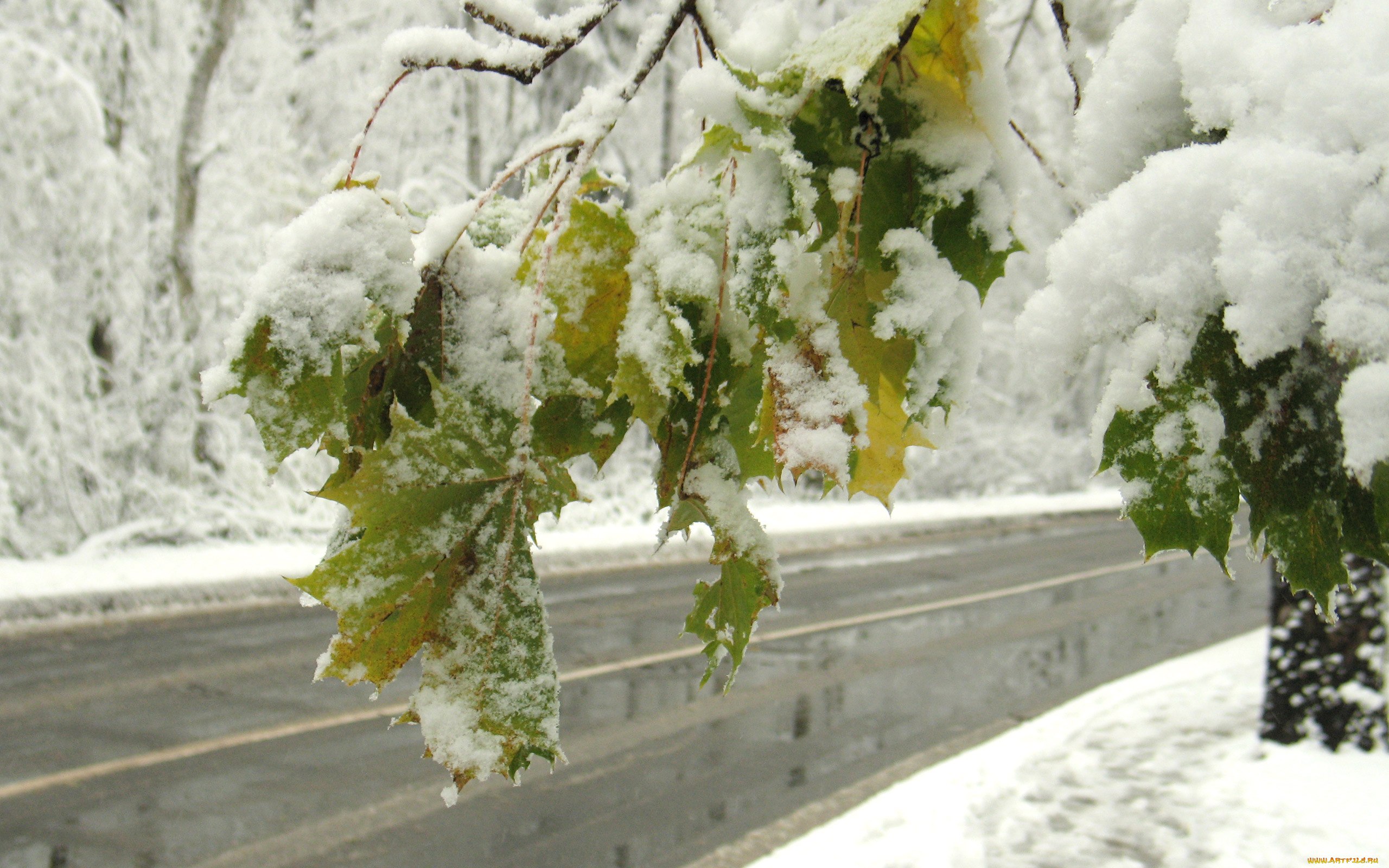 Сугробы листьев. Первый снег. Ранняя зима. С началом зимы. Ноябрь снег.