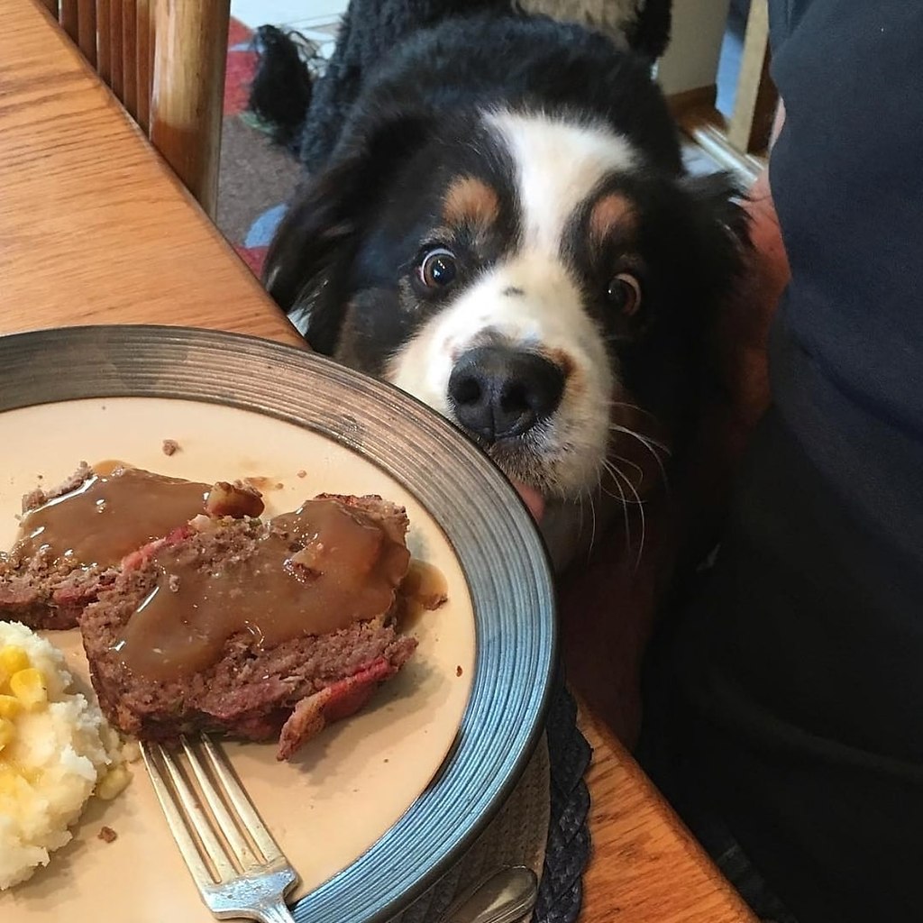 Собака просит еду