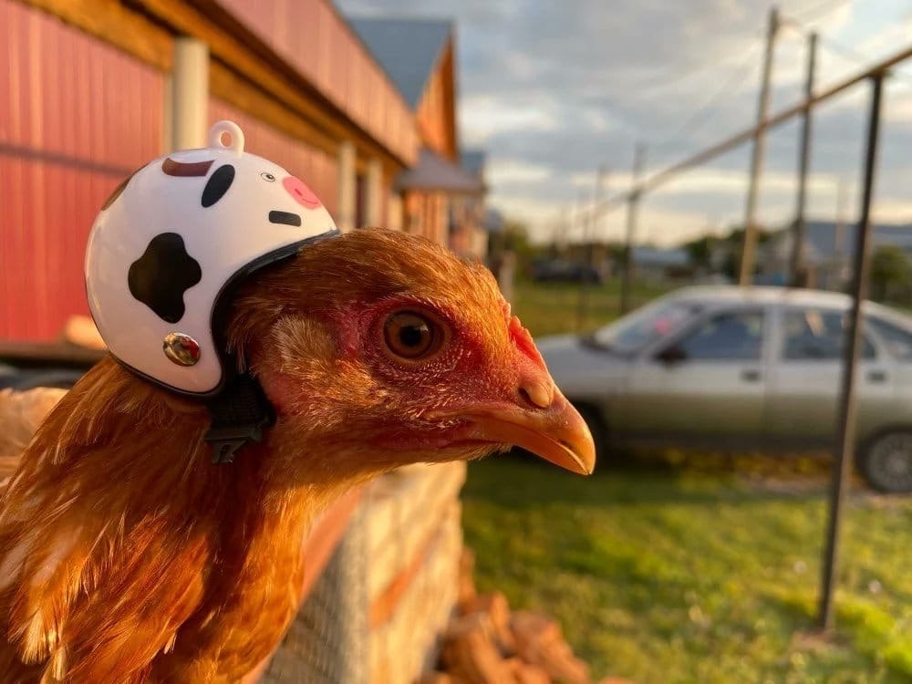 Курица с шапкой на голове
