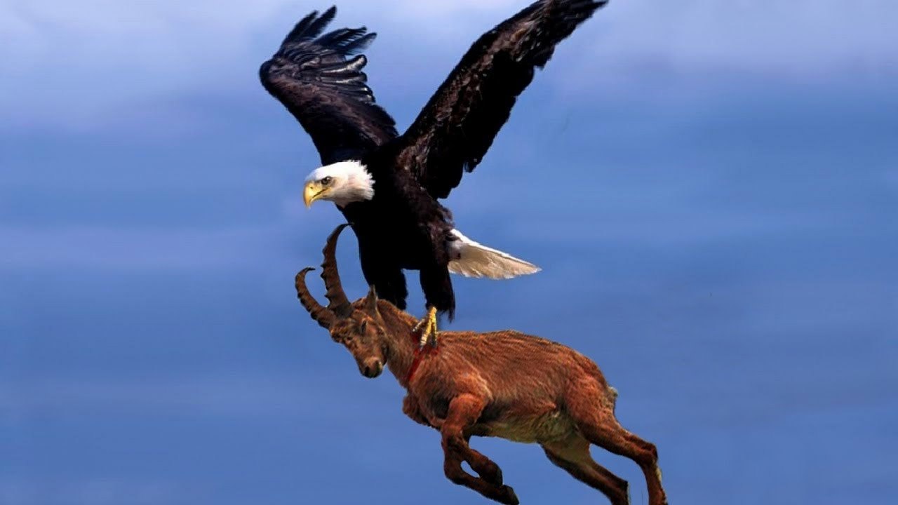 Нападение орлов. Орел атакует. Орел в атаке. Орел с добычей в когтях. Орел в нападении.