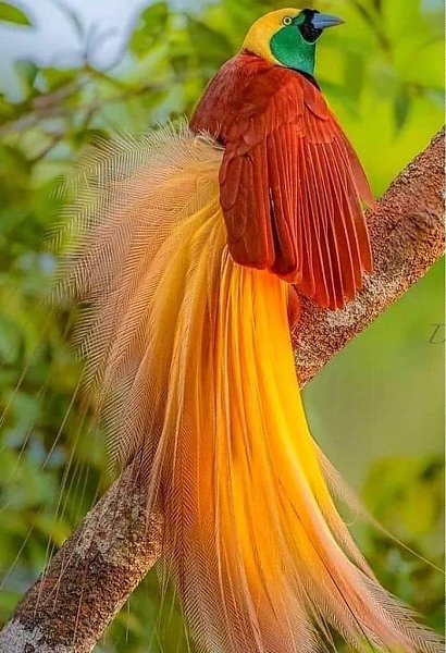 Райская Птица Фото