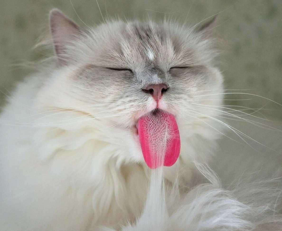 Высунула язык и тяжело дышит. Кошка с высунутым языком. Белый кот с высунутым языком.