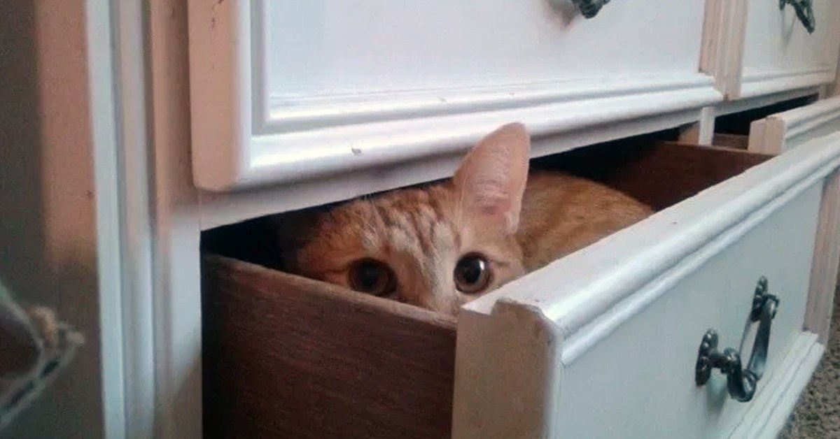 Коты играют в прятки. Кот спрятался. Котенок спрятался. Котик прячется. Кот в шкафу.