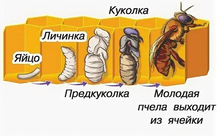 Цикл развития пчеломатки схема