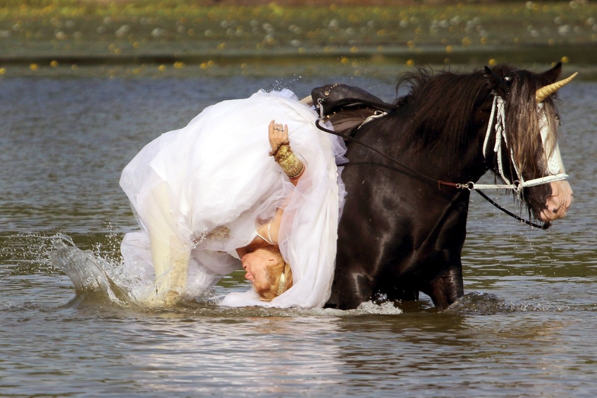Лошадь в свадебном платье