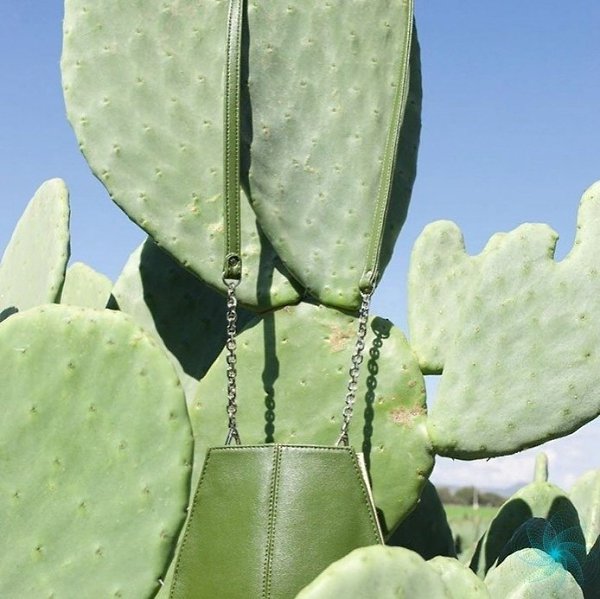 В Мексике производят кожу из кактусов.-cactus |kkts| —кактускорневой кактус—rooted cactusпомеченный ... - 7